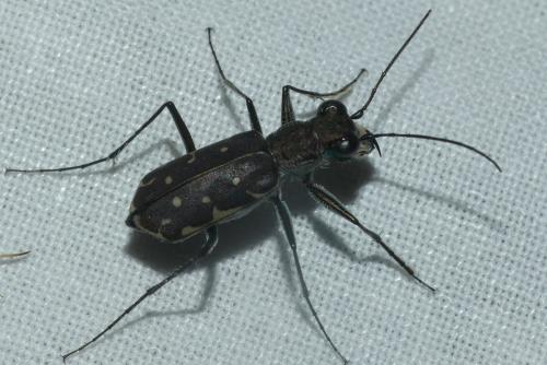 Myriochila melancholica